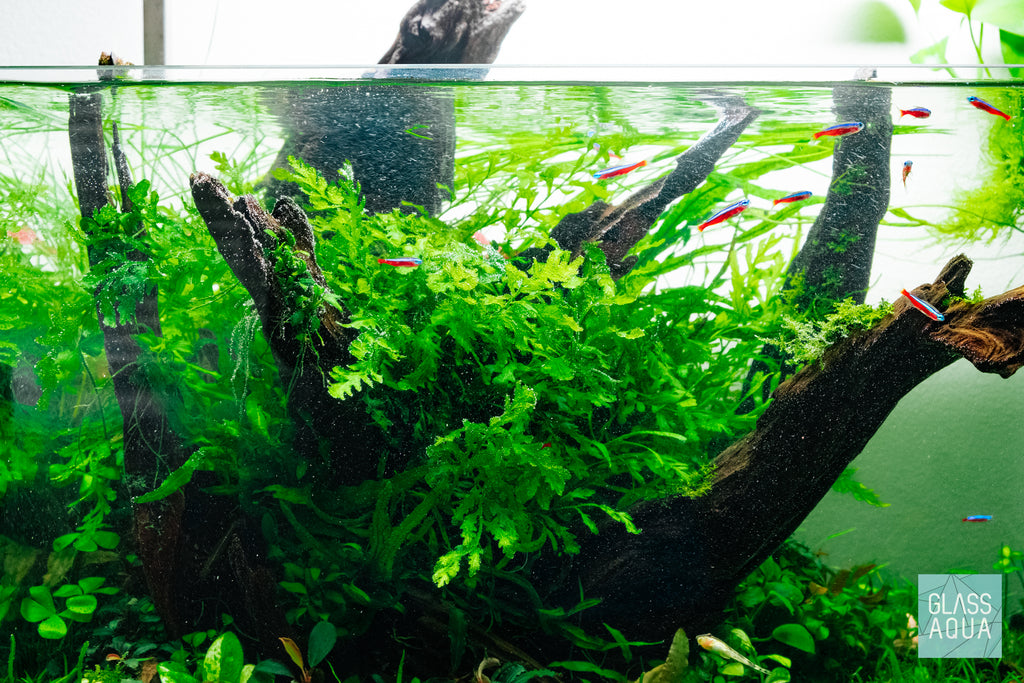 Build Your Own African Biotope Plant Pack