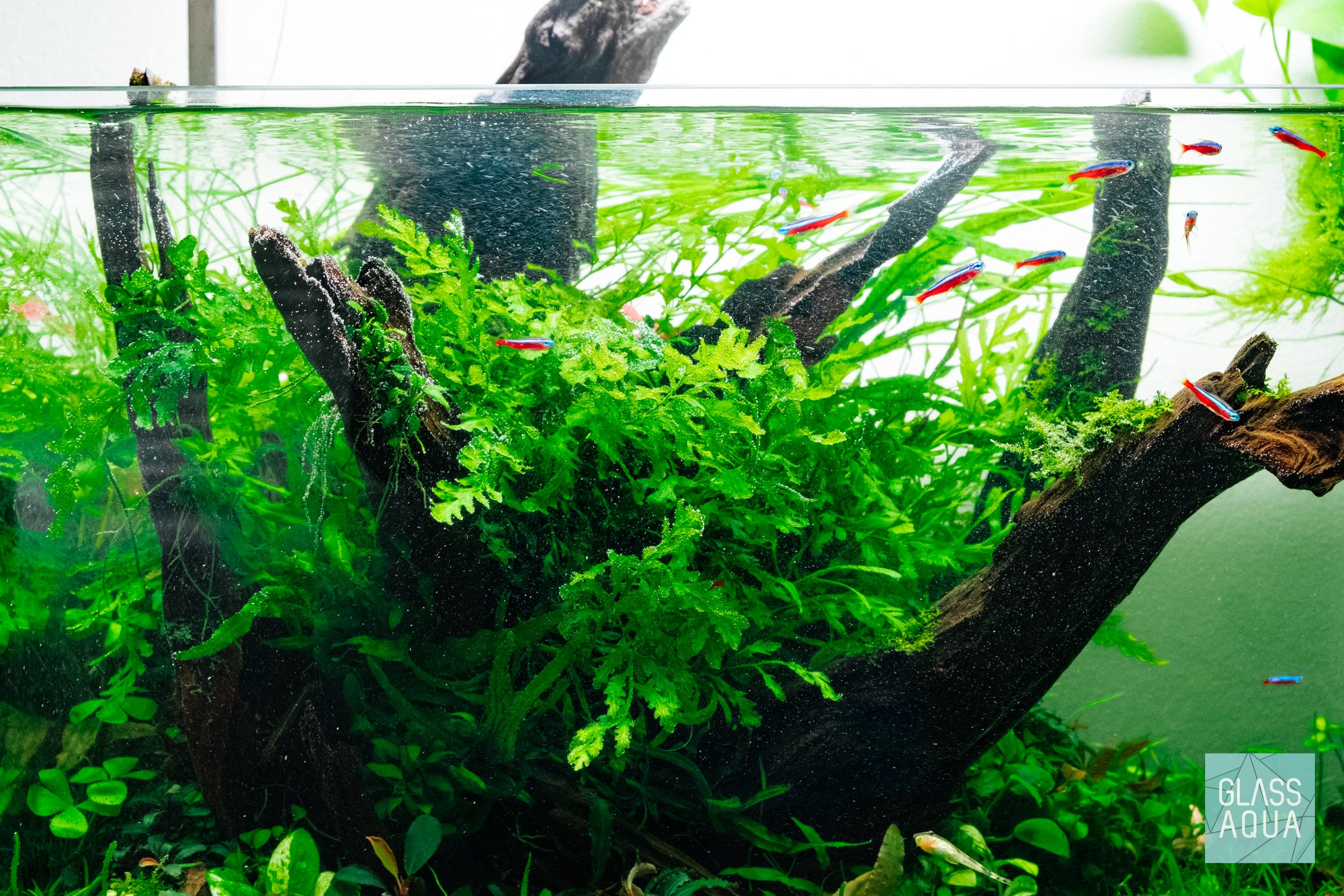 Bolbitis Live Aquarium Fern for African Biotope Freshwater Planted Tank