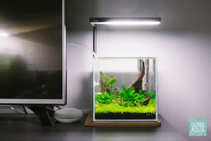 Live aquarium stem plants in planted tank - Build your own nano tank - Glass Aqua