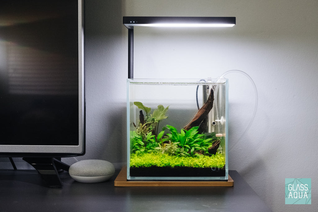 Cryptocoryne Wendtii Green Gecko