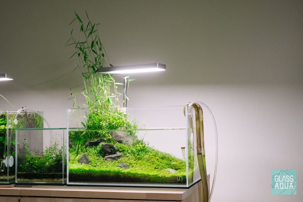 Nano planted tank with an emegent aquatic plant section