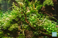 A mixture of Hydrocotyle Tripartita, Fissidens Fontanus and Bucephalandra sp. in planted aquarium - Glass Aqua