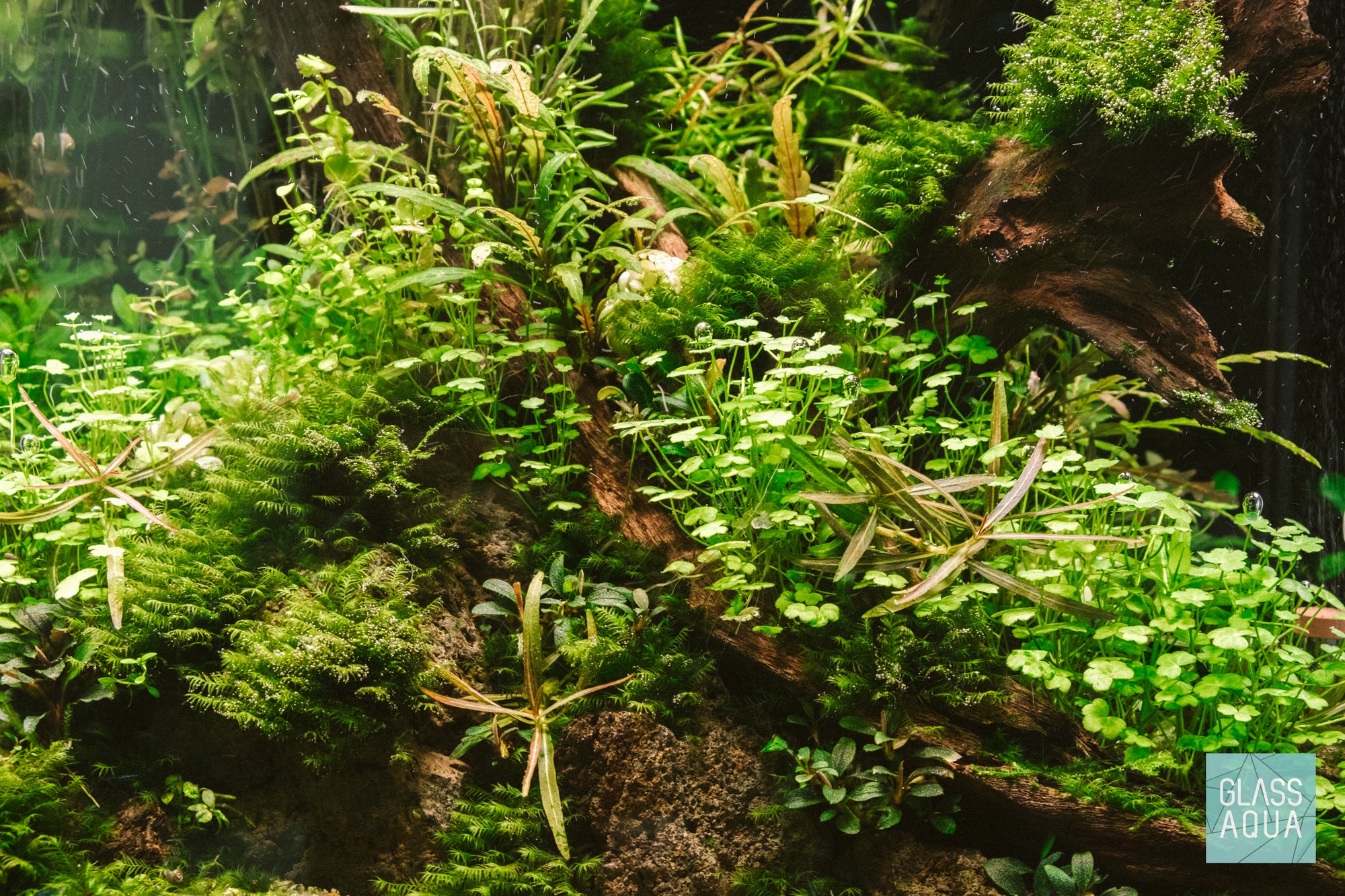 A mixture of Hydrocotyle Tripartita, Fissidens Fontanus and Bucephalandra sp. in planted aquarium - Glass Aqua