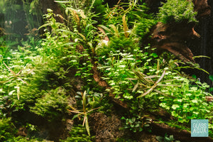 A mixture of Hydrocotyle Tripartita, Fissidens Fontanus and Bucephalandra sp. in planted aquarium - Glass Aqua