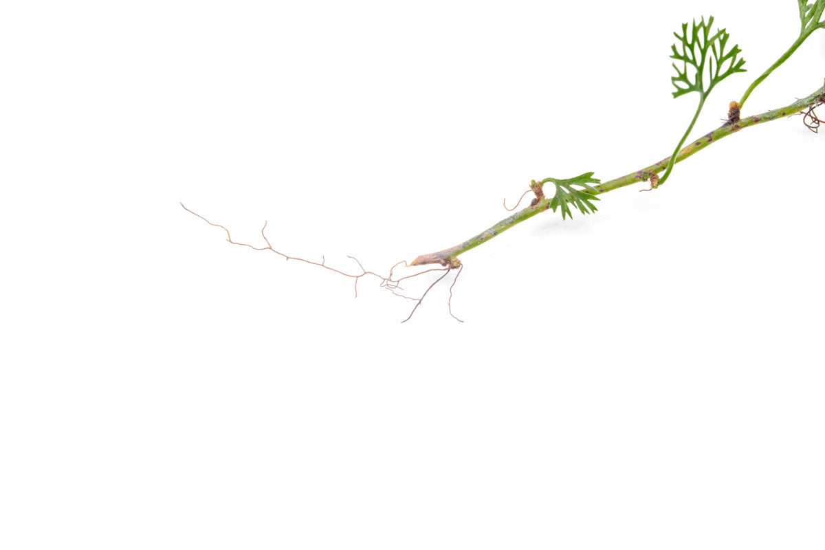 Davallia Parvula Fern | Miniature Terrarium Fern Plants - Glass Aqua