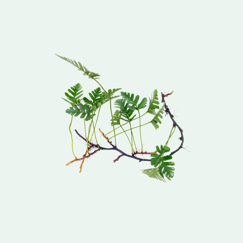 Davallia Repens Fern | Tropical Terrarium Fern Plants - Glass Aqua