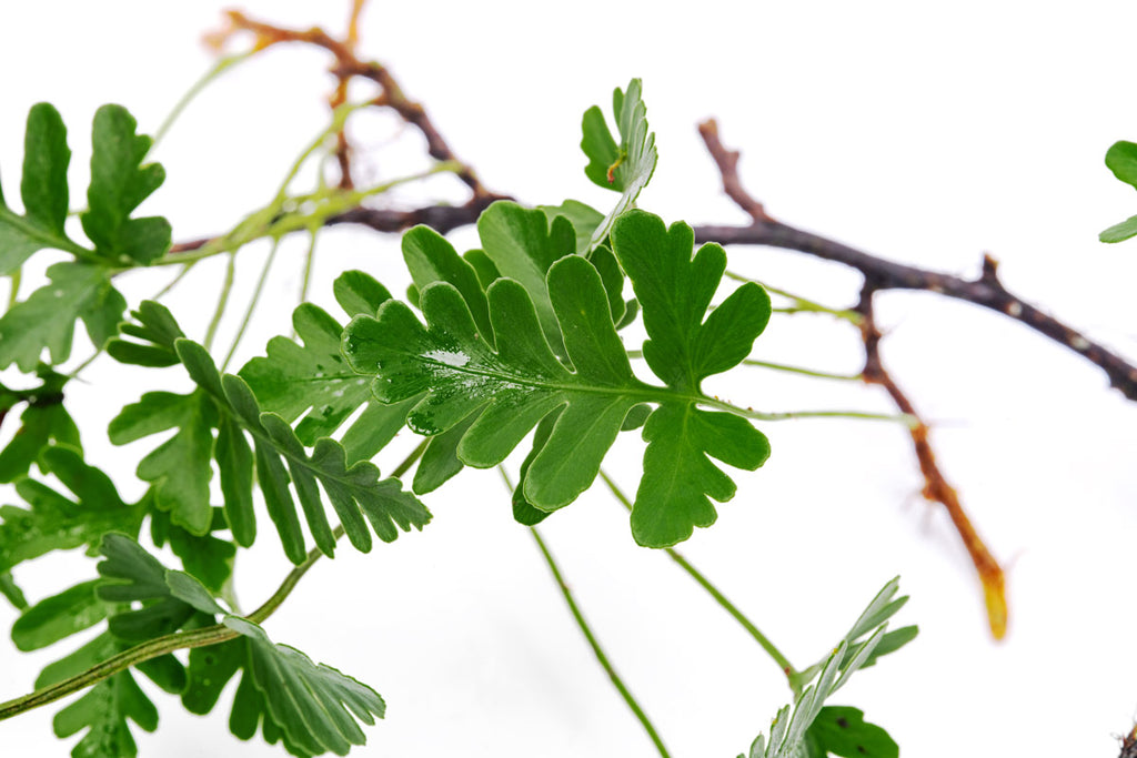 Davallia Repens Fern | Tropical Terrarium Fern Plants - Glass Aqua