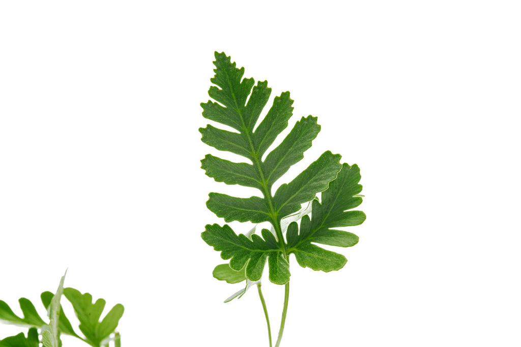 Davallia Repens Fern | Tropical Terrarium Fern Plants - Glass Aqua