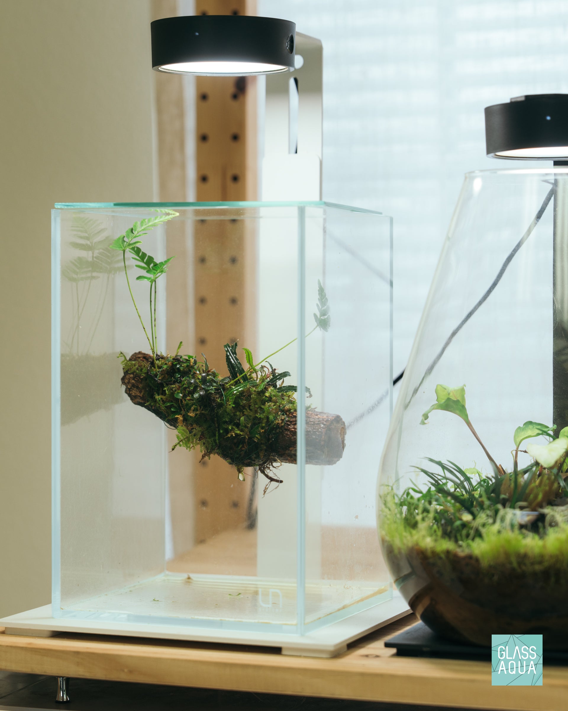 Davallia Repens Fern | Tropical Terrarium Fern Plants - Glass Aqua