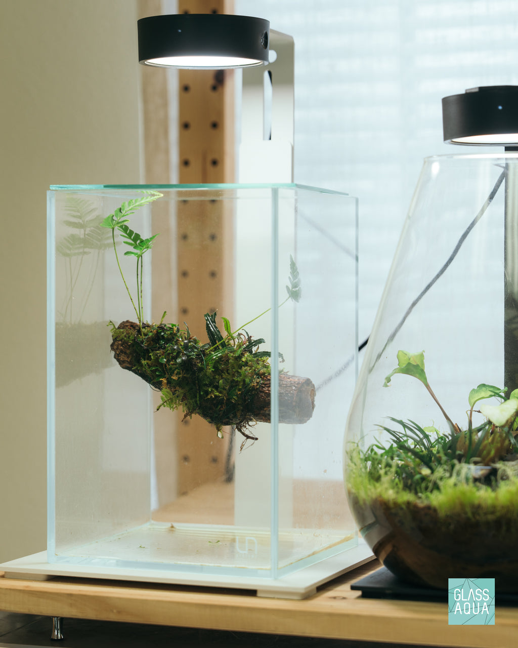 Davallia Repens Fern | Tropical Terrarium Fern Plants - Glass Aqua