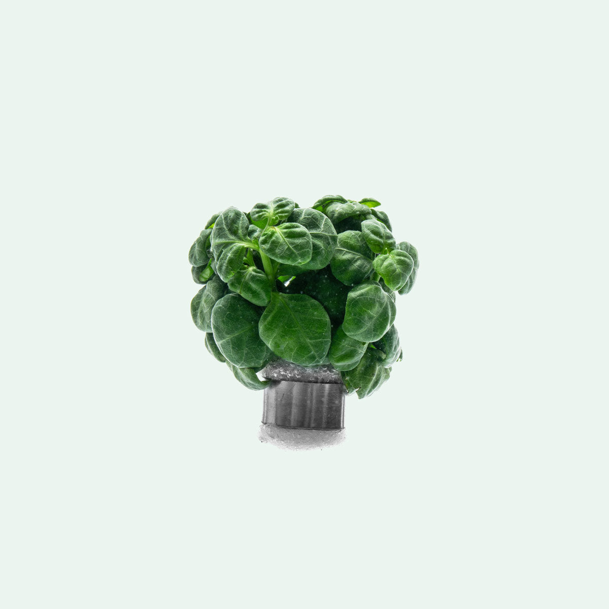 Bubble plant for planted tanks and terrariums
