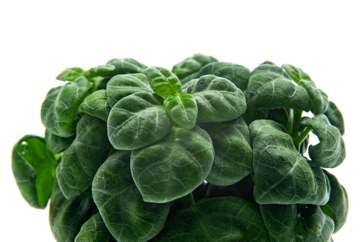 Bubble plant for planted tanks and terrariums