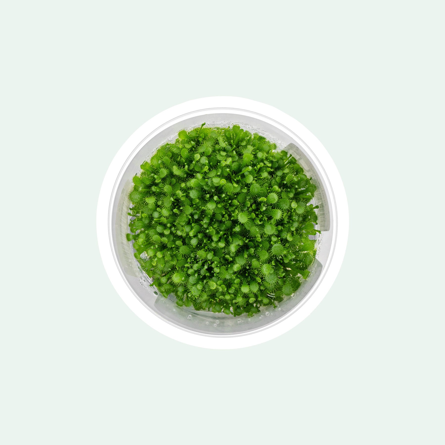 Spoon-leaved sundew plant for terrariums and paludariums