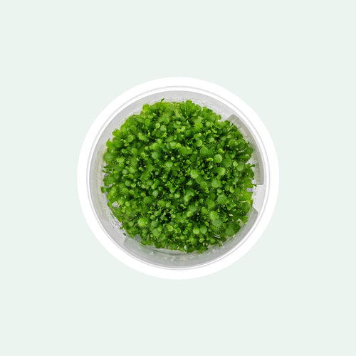 Spoon-leaved sundew plant for terrariums and paludariums