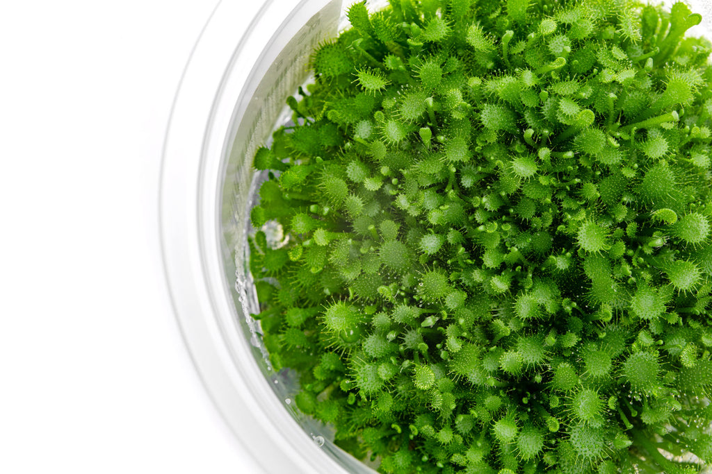 Live sundew carnivorous plant for terrariums and paludariums