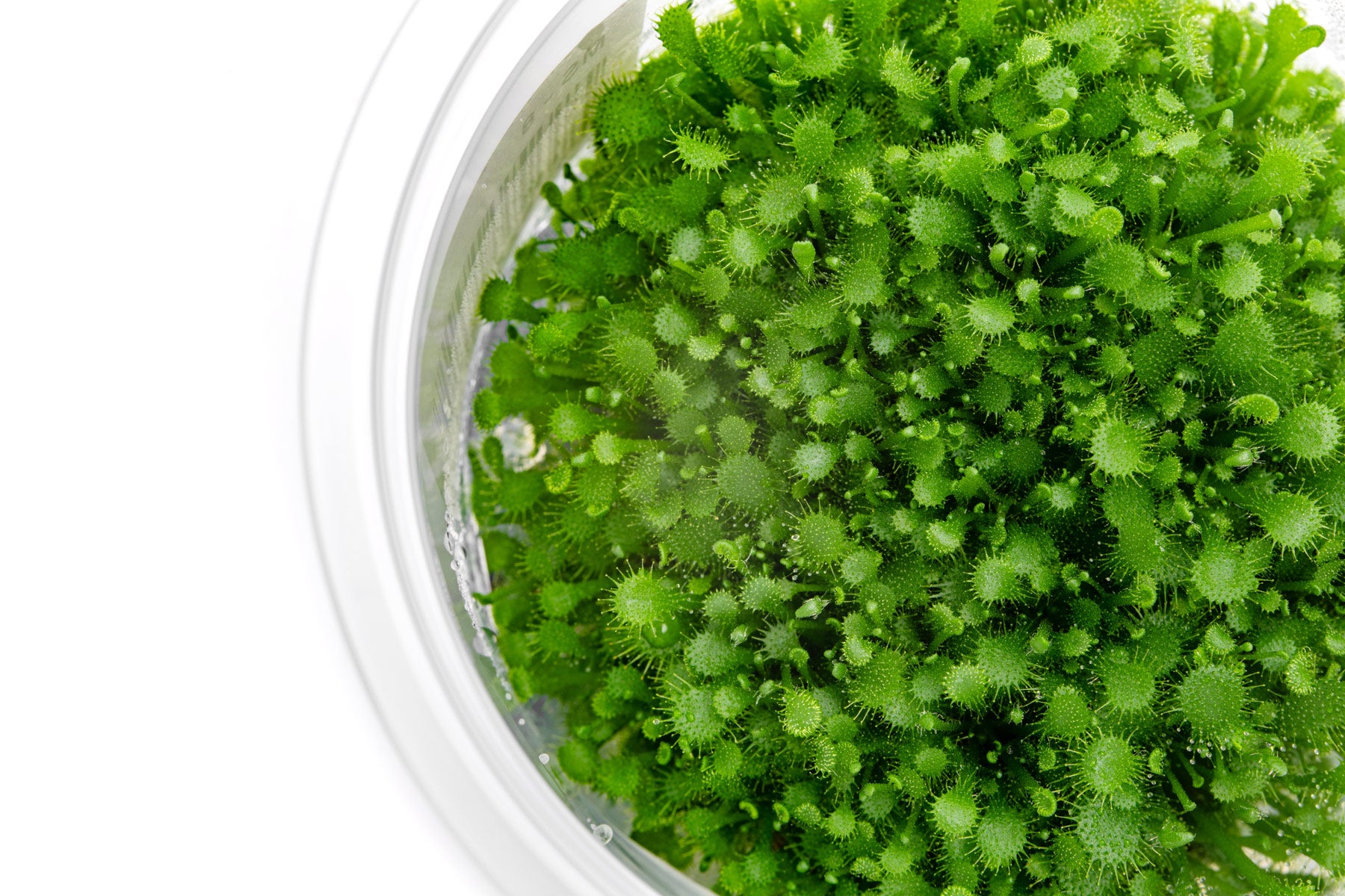 Live sundew carnivorous plant for terrariums and paludariums
