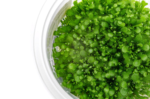 Live sundew carnivorous plant for terrariums and paludariums