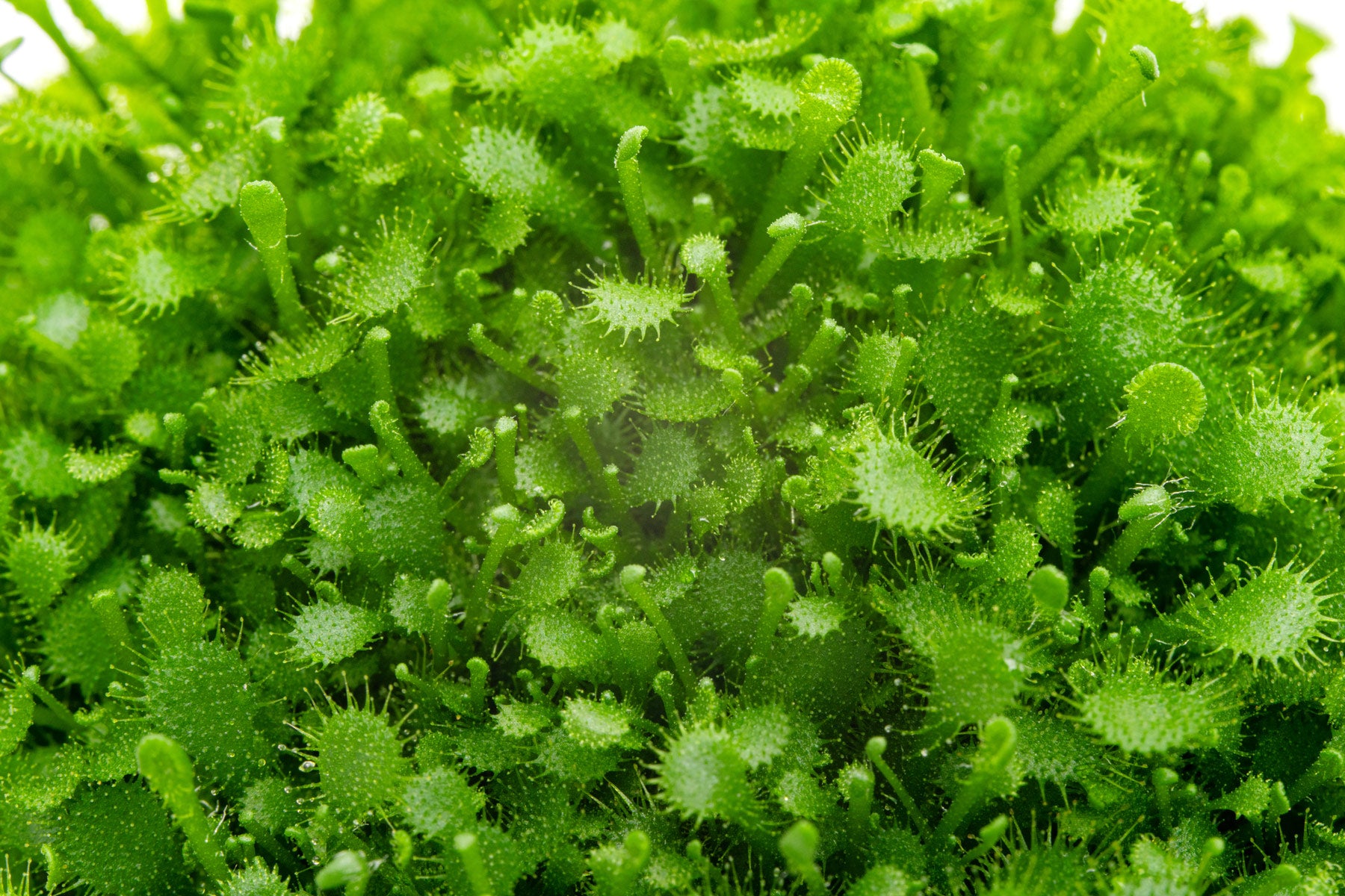 Carnivorous drosera spatulata leaf texture and close up 
