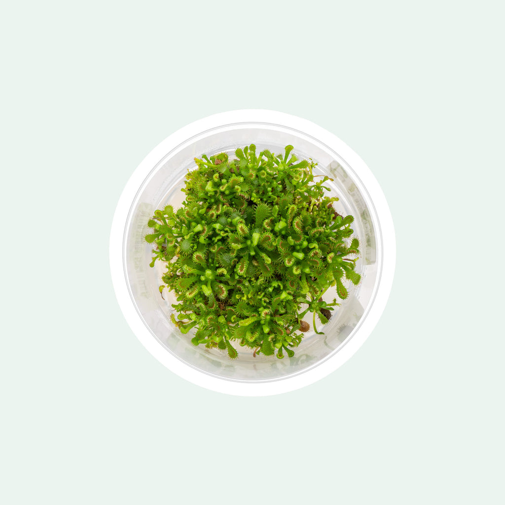 Drosera Spatulata live tissue culture sundew carnivorous plant