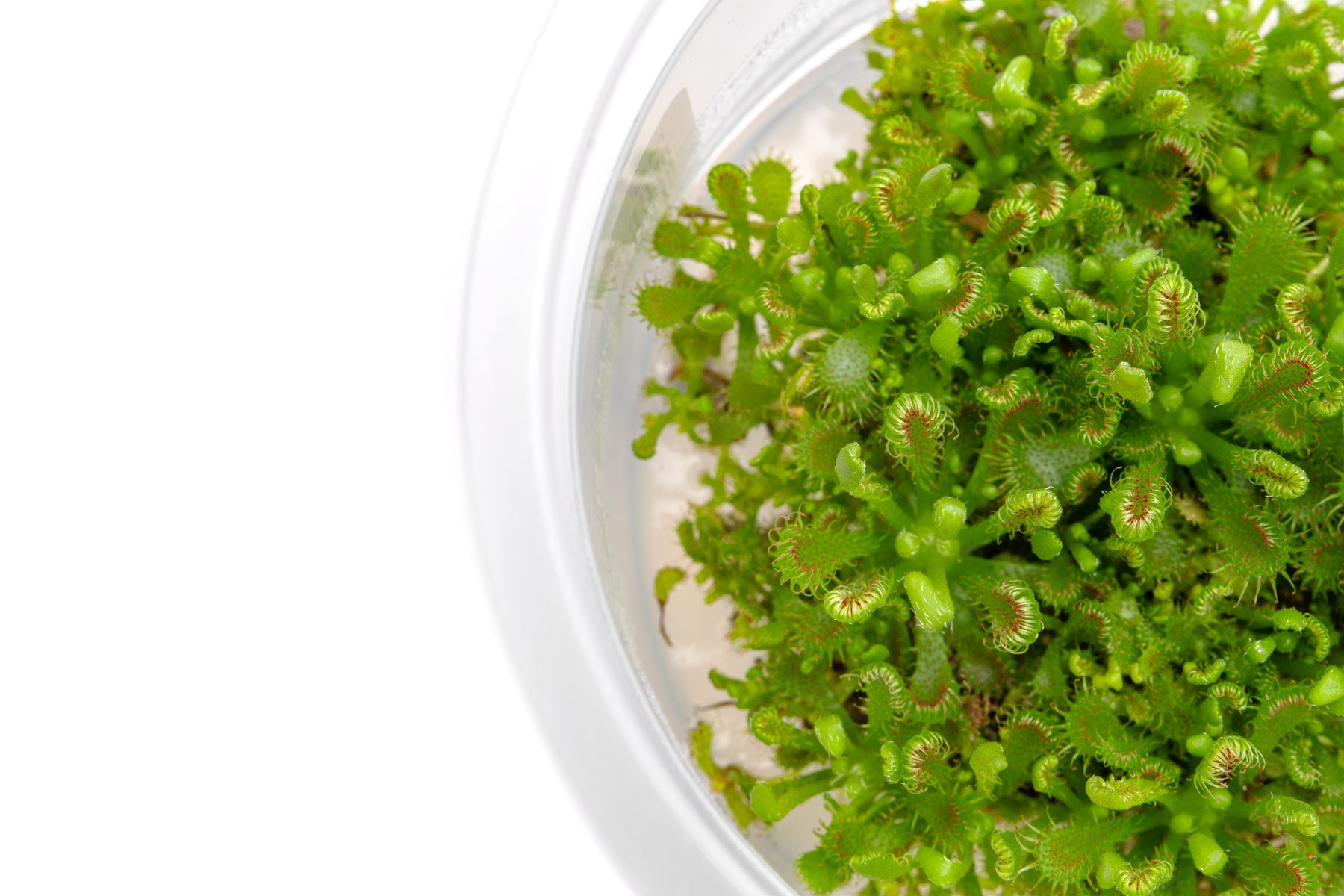 Detail shot of carnivorous plant foliage in tissue culture form