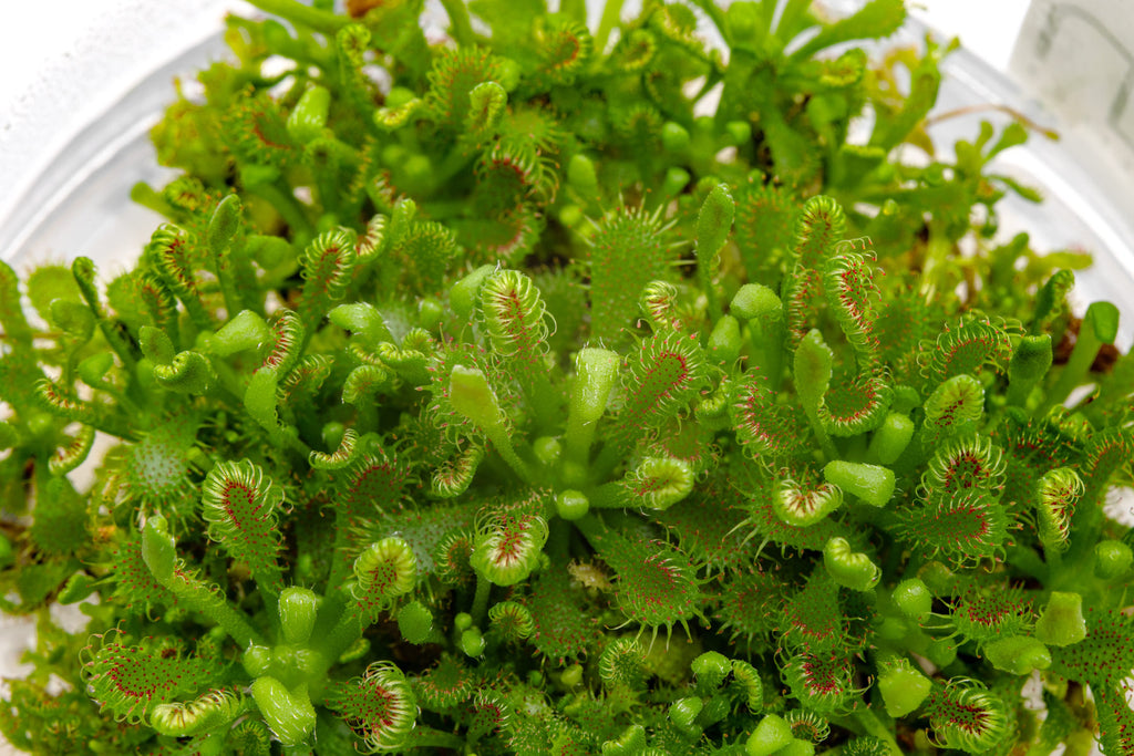 Up close detail shot of Drosera Spatulata live carnivorous sundew plant