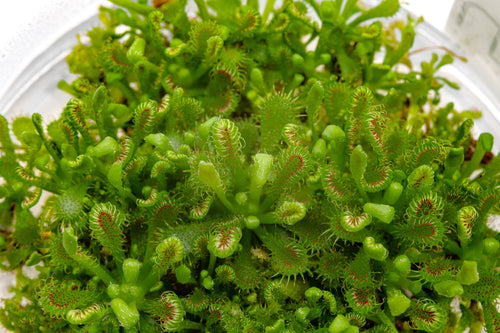 Up close detail shot of Drosera Spatulata live carnivorous sundew plant