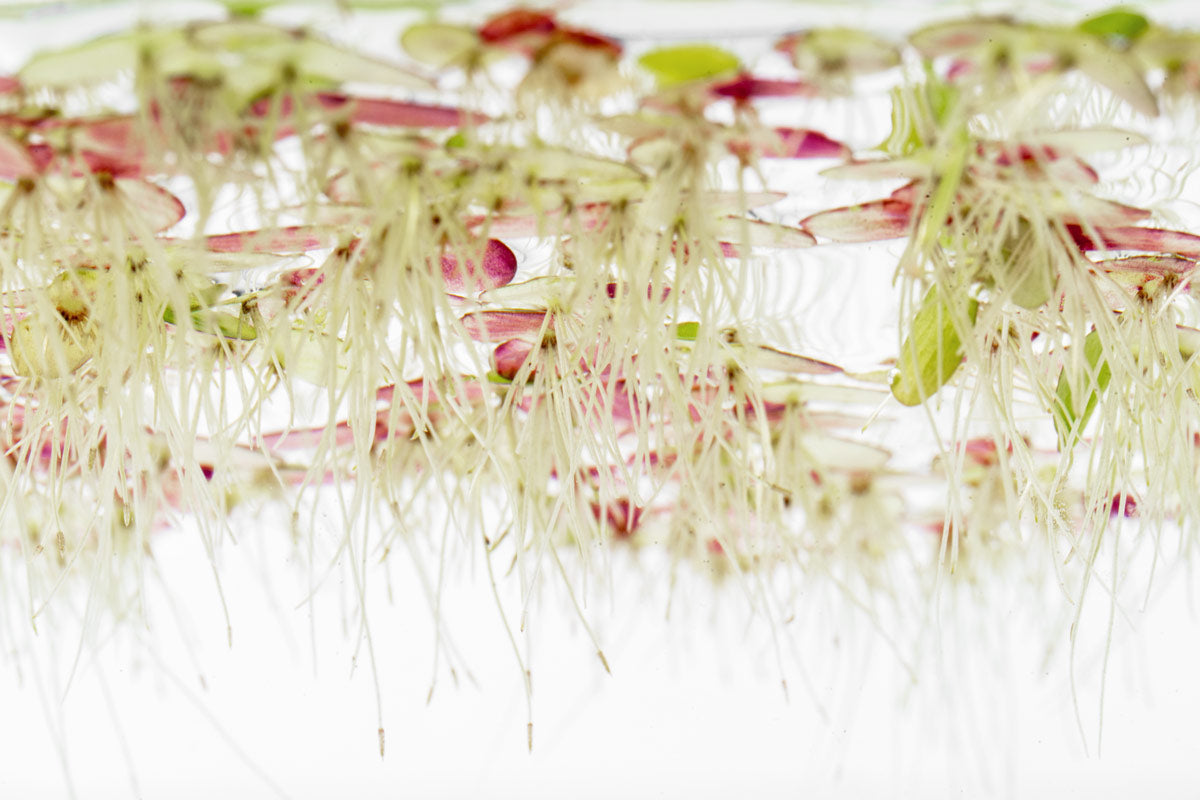 Giant Duckweed Roots