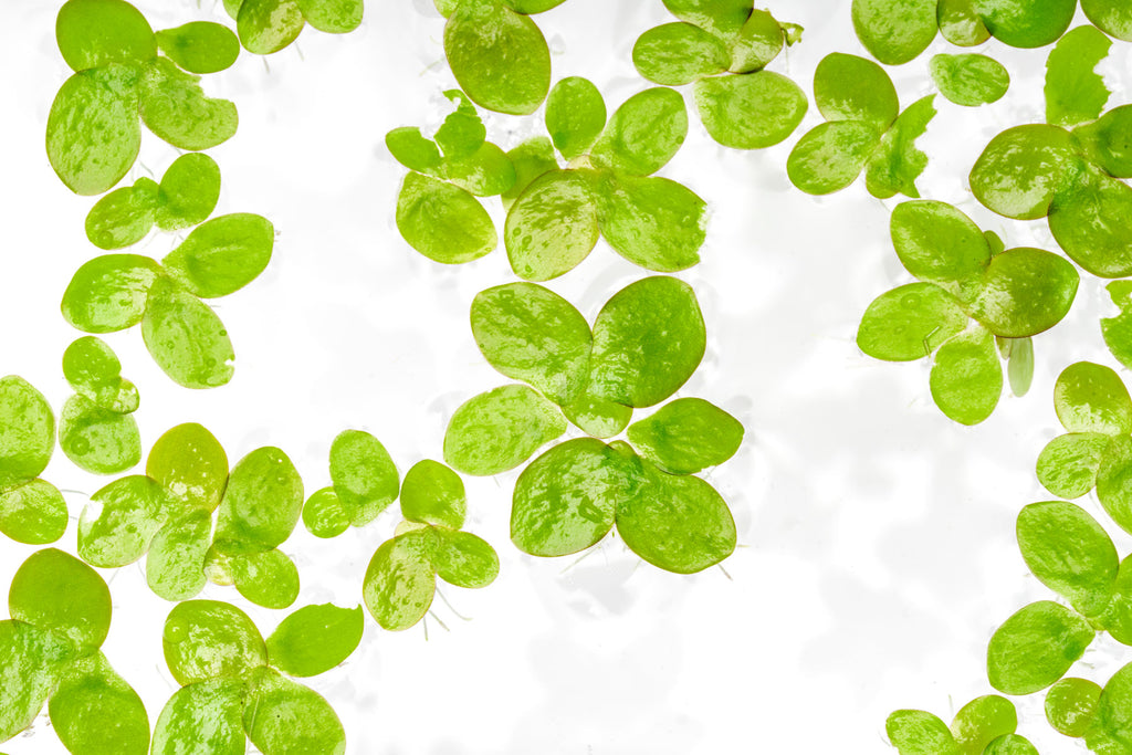 Close-up of Giant Duckweed plant