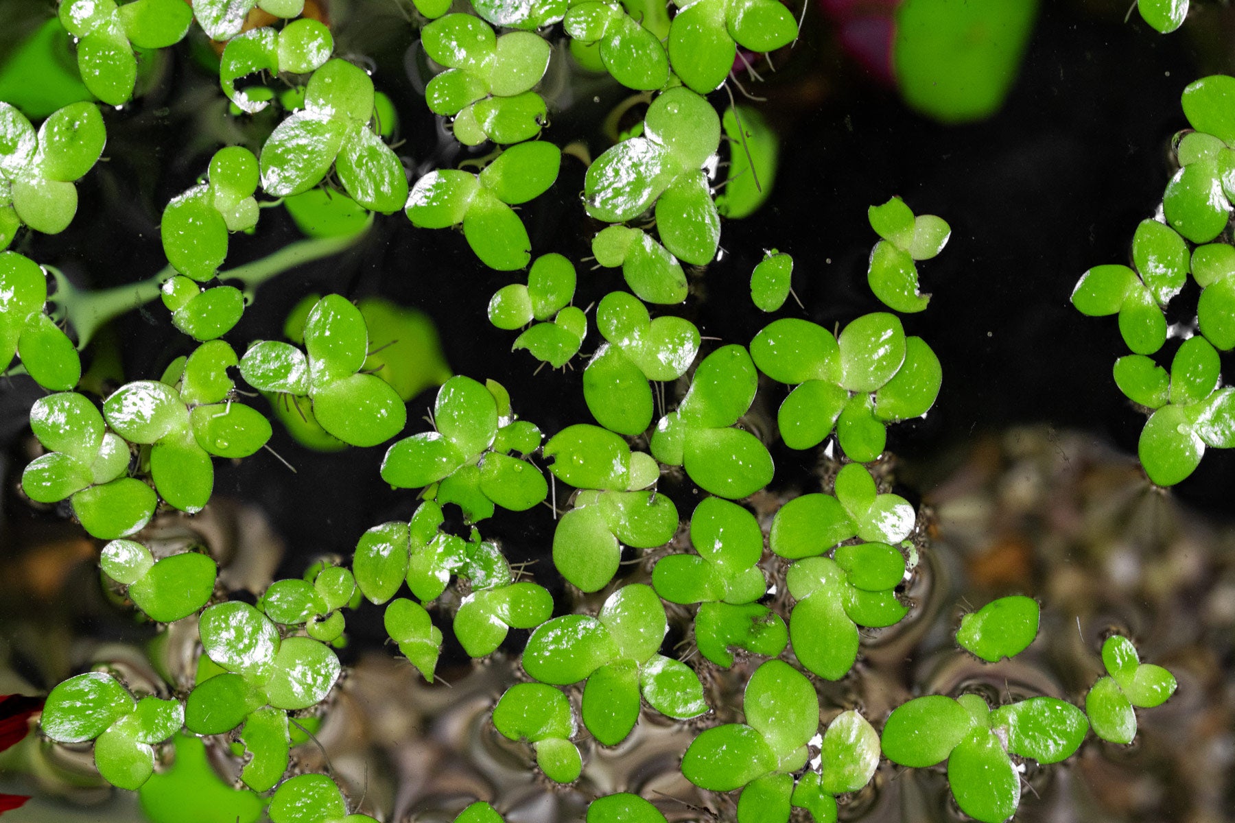 Giant Duckweed floating in a planted aquarium