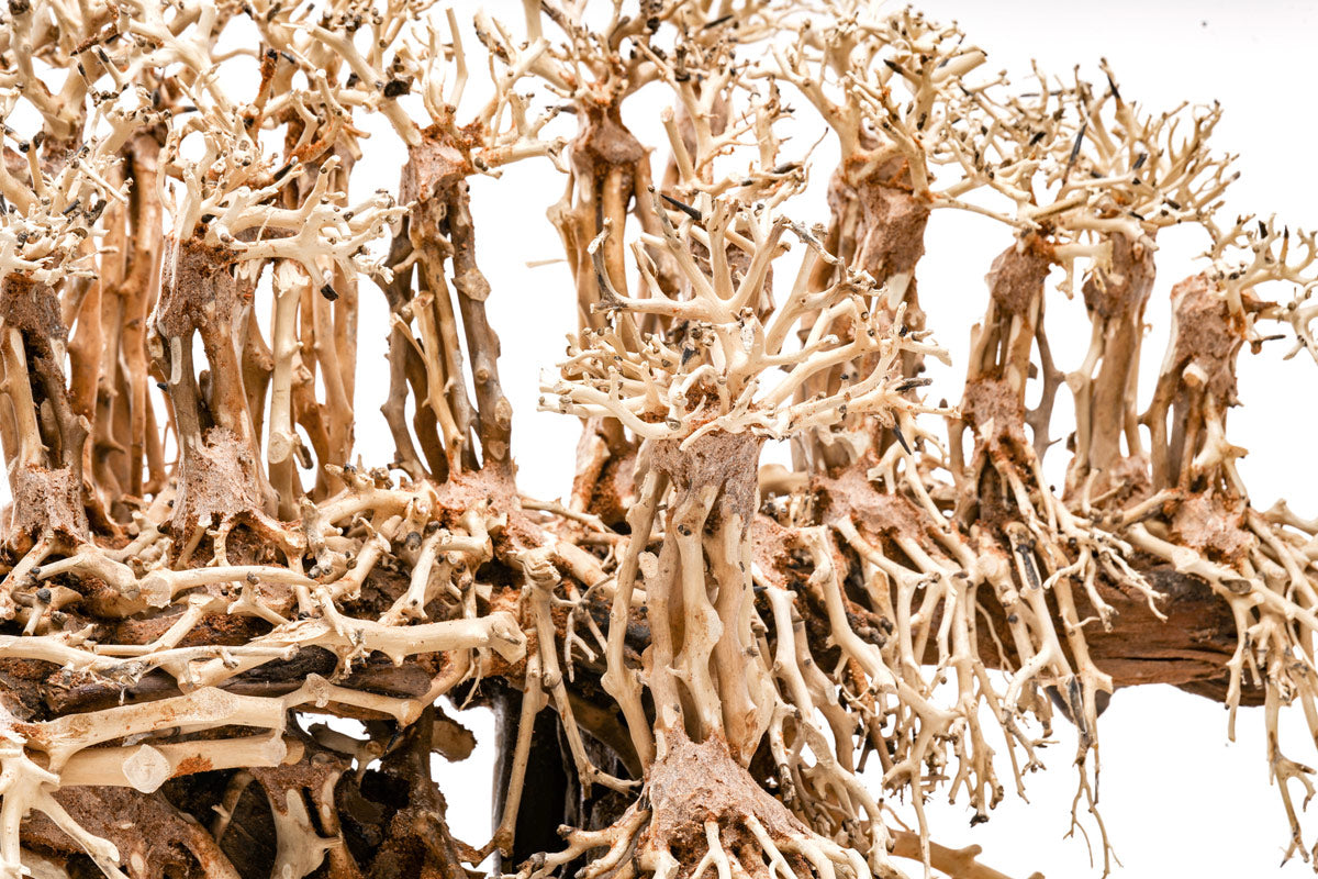 Ultum Nature Systems UNS Bonsai Tree Driftwood Aquarium Hardscape Wood 017