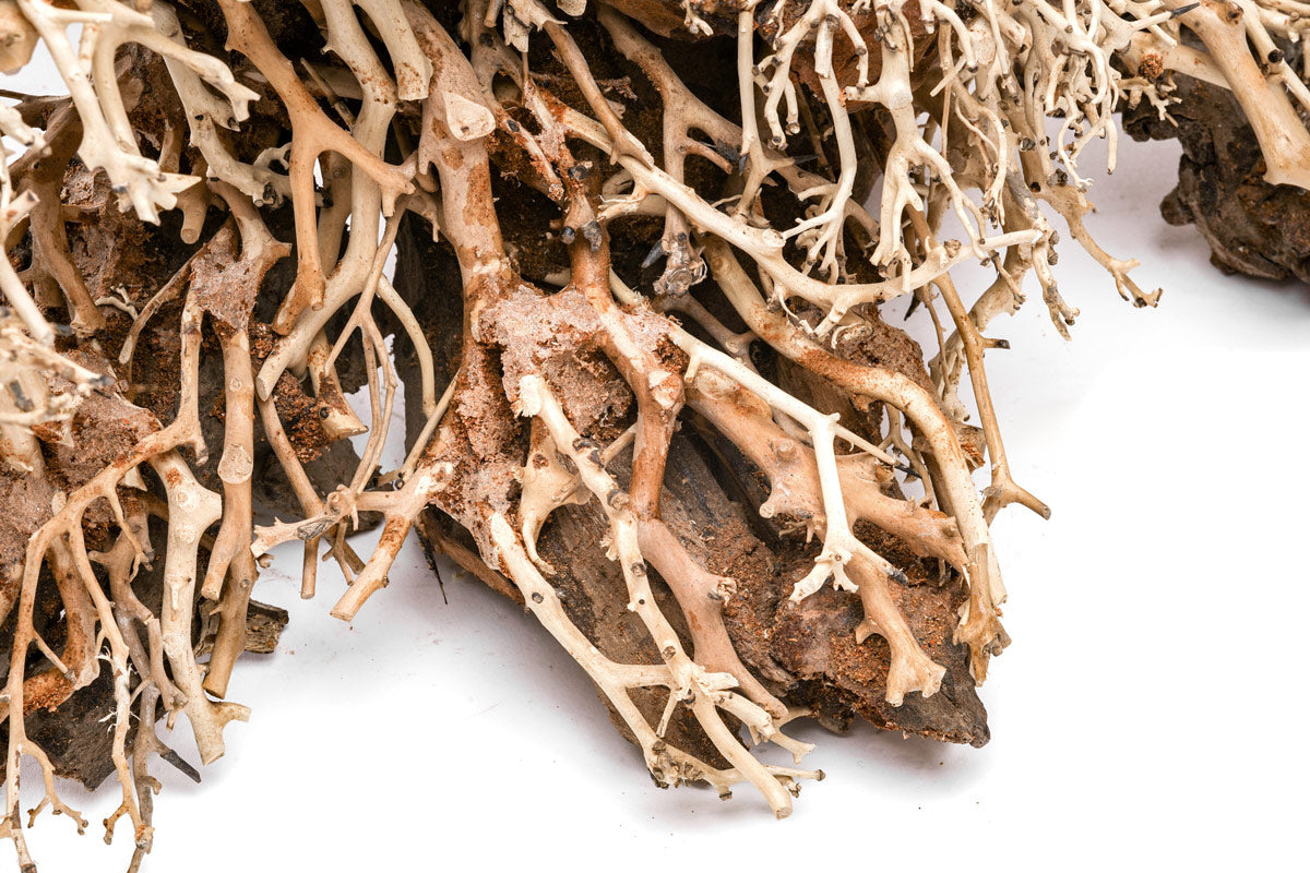 Ultum Nature Systems UNS Bonsai Tree Driftwood Aquarium Hardscape Wood 017