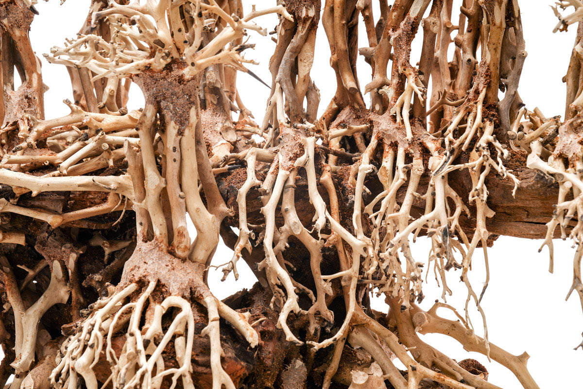 Ultum Nature Systems UNS Bonsai Tree Driftwood Aquarium Hardscape Wood 017
