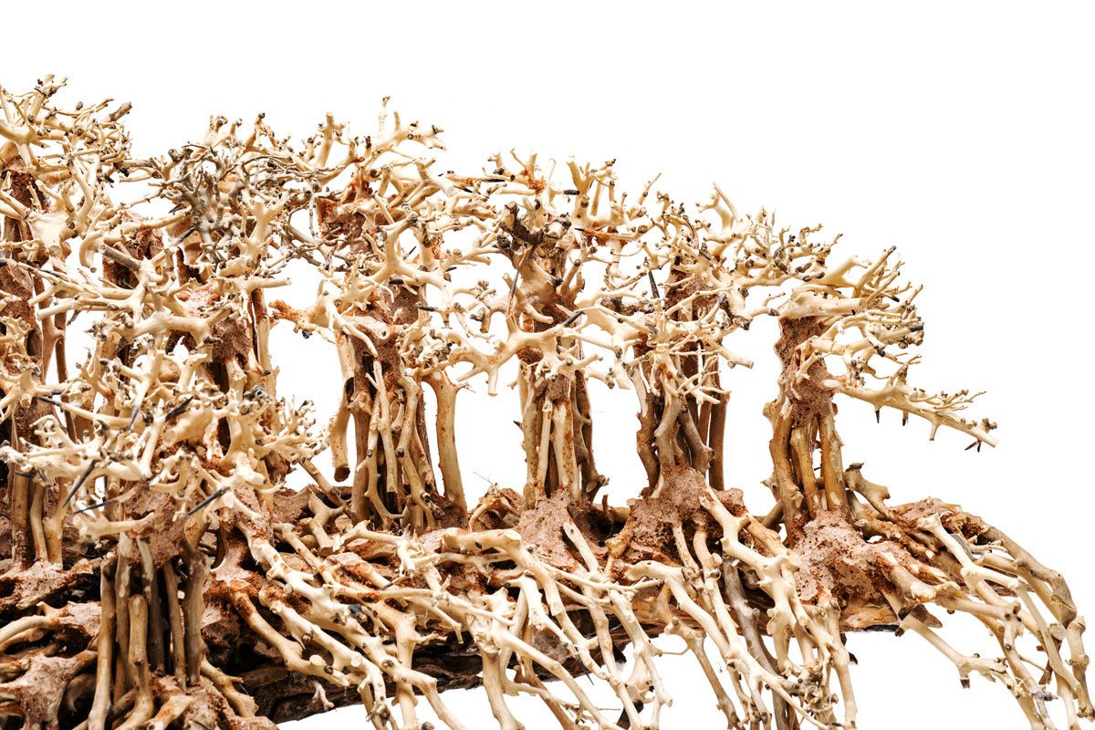 Ultum Nature Systems UNS Bonsai Tree Driftwood Aquarium Hardscape Wood 017