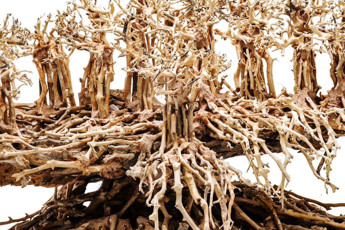 Ultum Nature Systems UNS Bonsai Tree Driftwood Aquarium Hardscape Wood 017