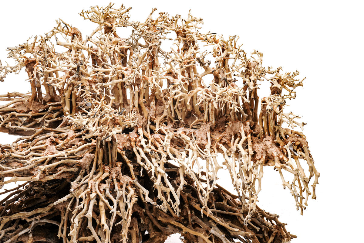 Ultum Nature Systems UNS Bonsai Tree Driftwood Aquarium Hardscape Wood 017