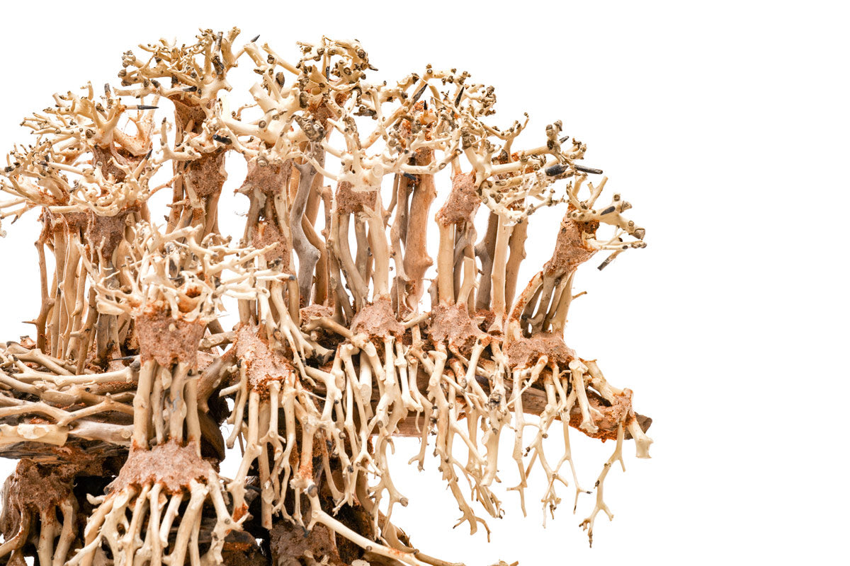 Ultum Nature Systems UNS Bonsai Tree Driftwood Aquarium Hardscape Wood 017