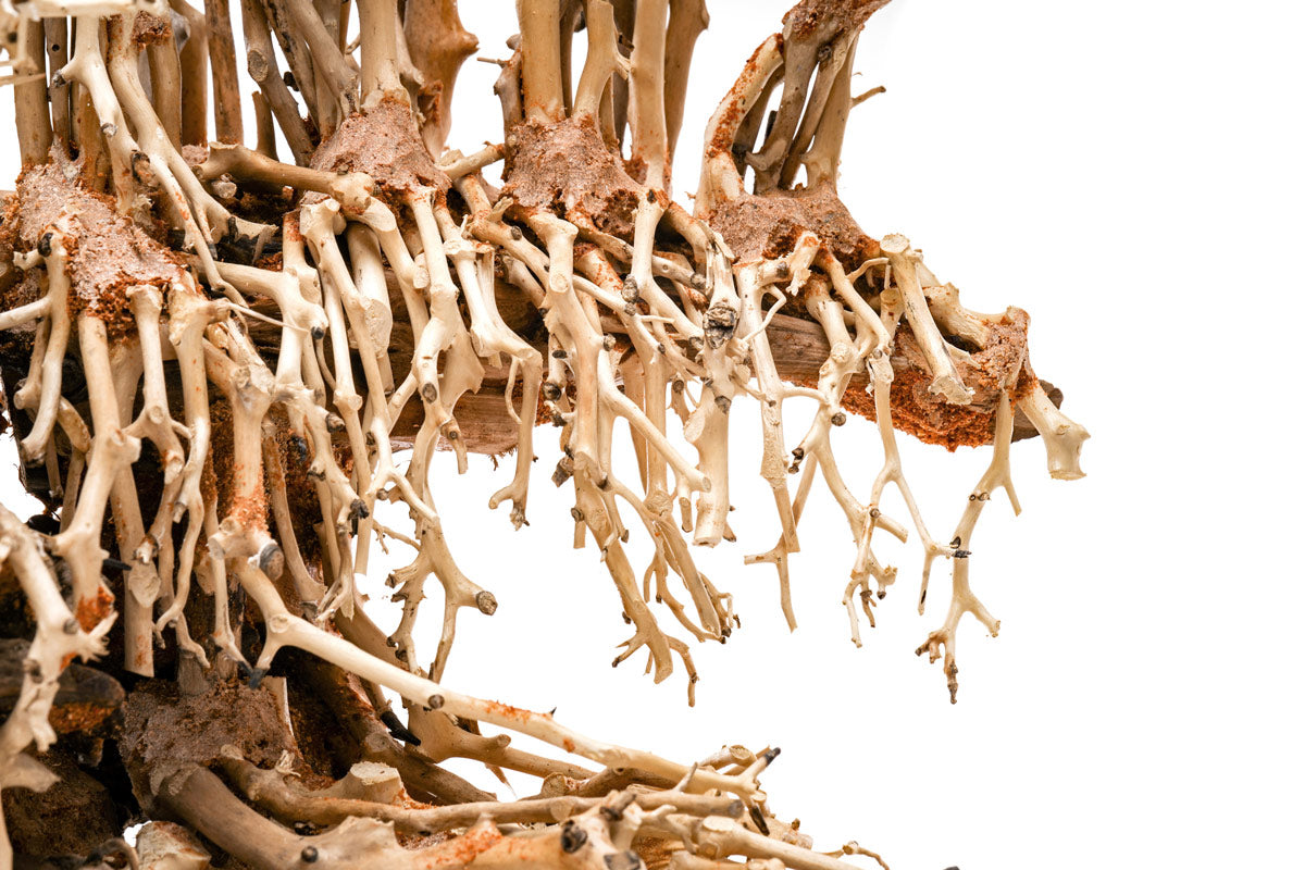 Ultum Nature Systems UNS Bonsai Tree Driftwood Aquarium Hardscape Wood 017