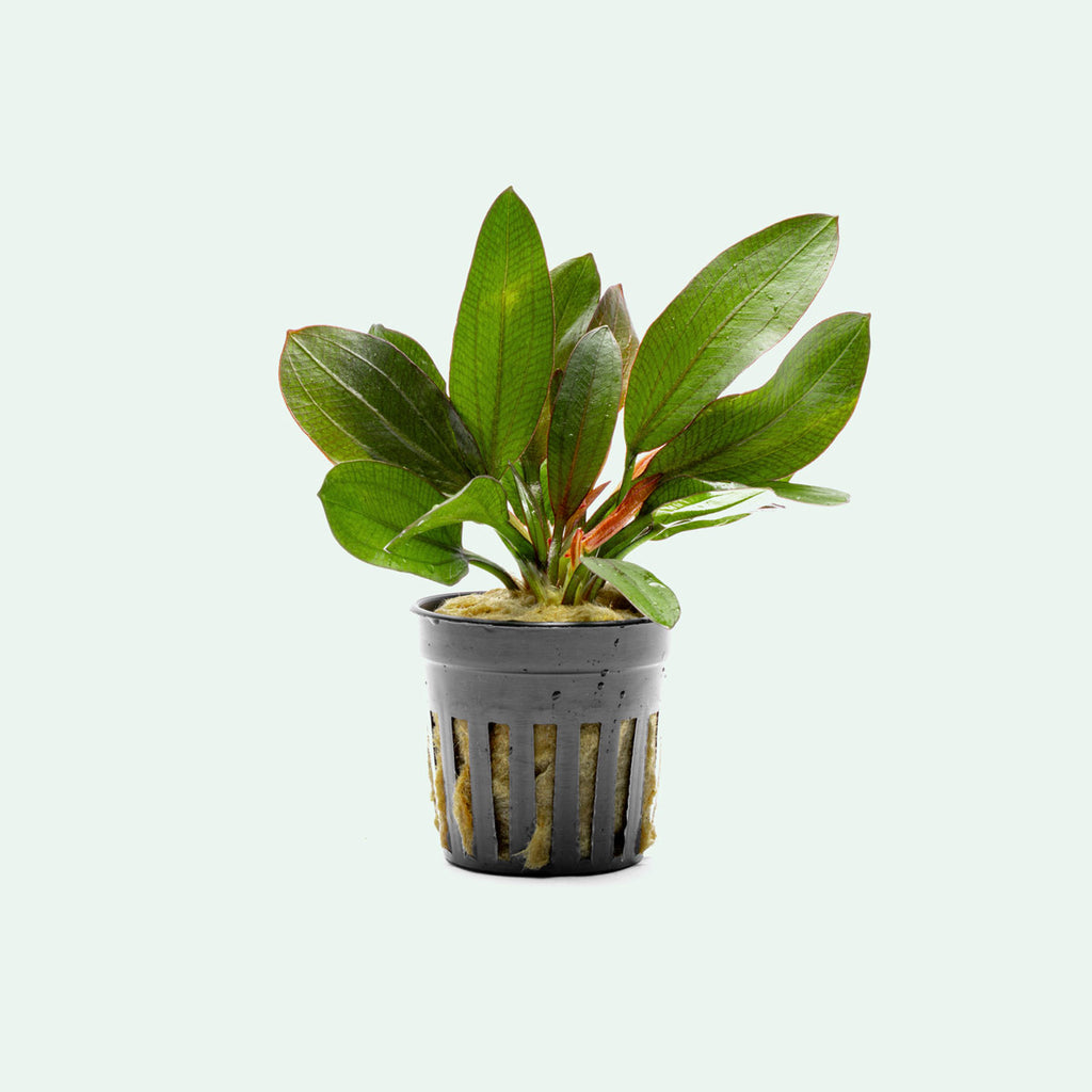 Red Phoenix Sword Plant for aquascaping and planted aquariums