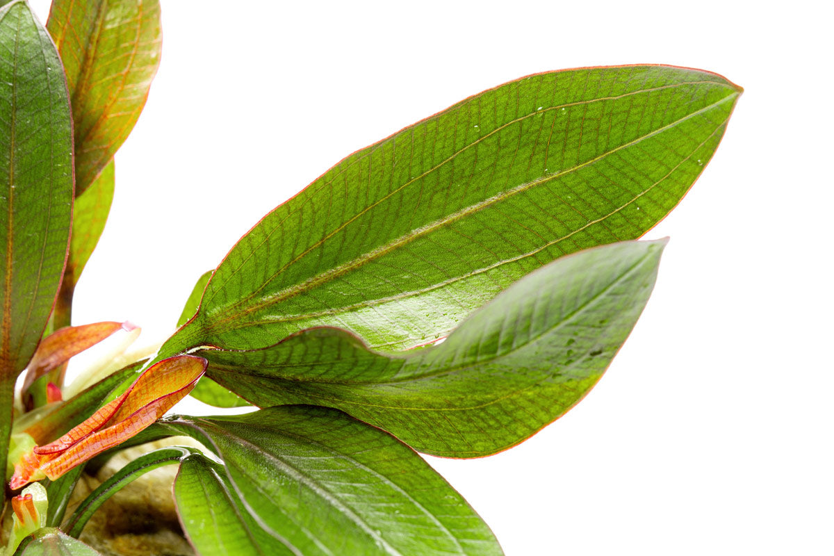 Detail photo of Echinodorus Red Phoenix leaves and texture