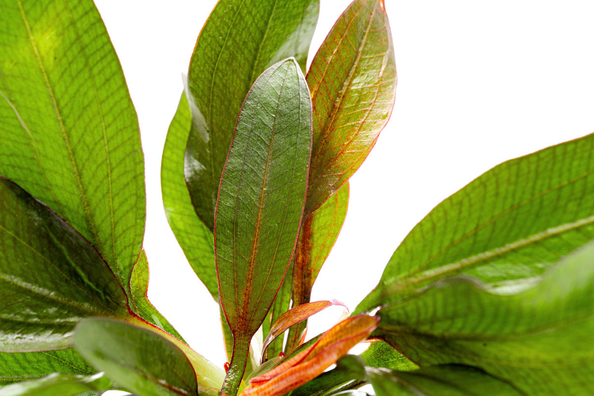 Live Amazon Sword plant for planted tanks and aquascaping