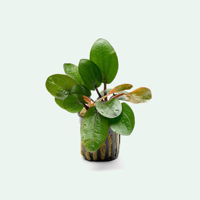 Echinodorus Big Bear Amazon Sword Plant for planted tanks, low light aquariums and aquascaping