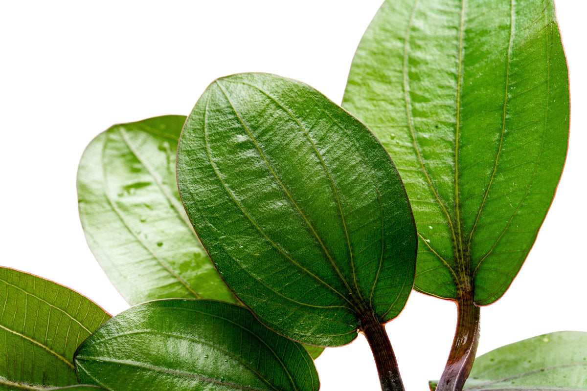 Echinodorus Big Bear Easy Aquatic Plant leaf textures