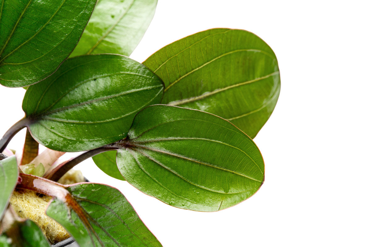 Echinodorus Big Bear Easy Aquatic Plant leaf textures