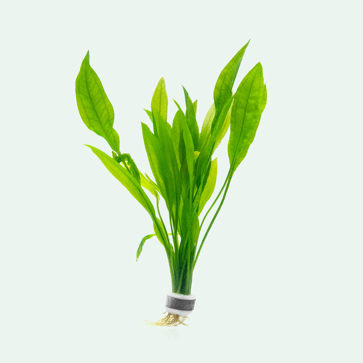 Echinodorus Bleheri Amazon Sword Aquatic Plant | Glass Aqua