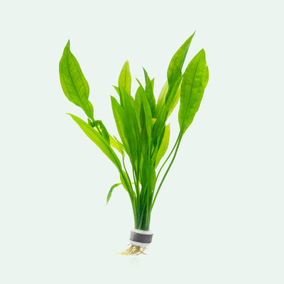Easy Amazon Sword plant for freshwater fish tank and low light planted aquariums