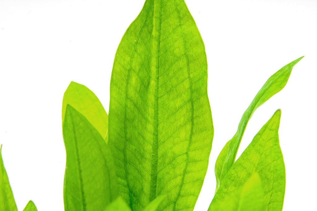 Details of Echinodorus Bleheri amazon sword aquarium plant leaves