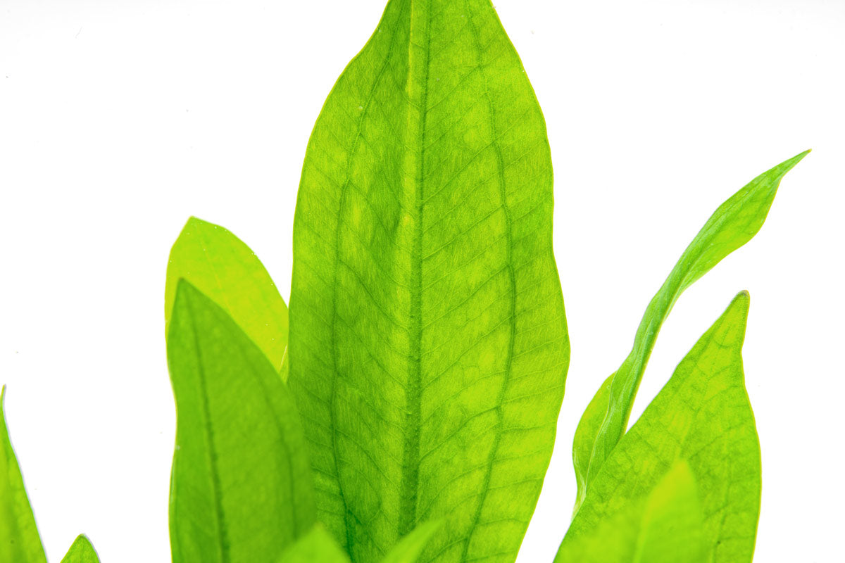 Details of Echinodorus Bleheri amazon sword aquarium plant leaves