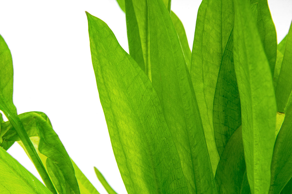 Close up of Amazon Sword leaves for freshwater aquariums
