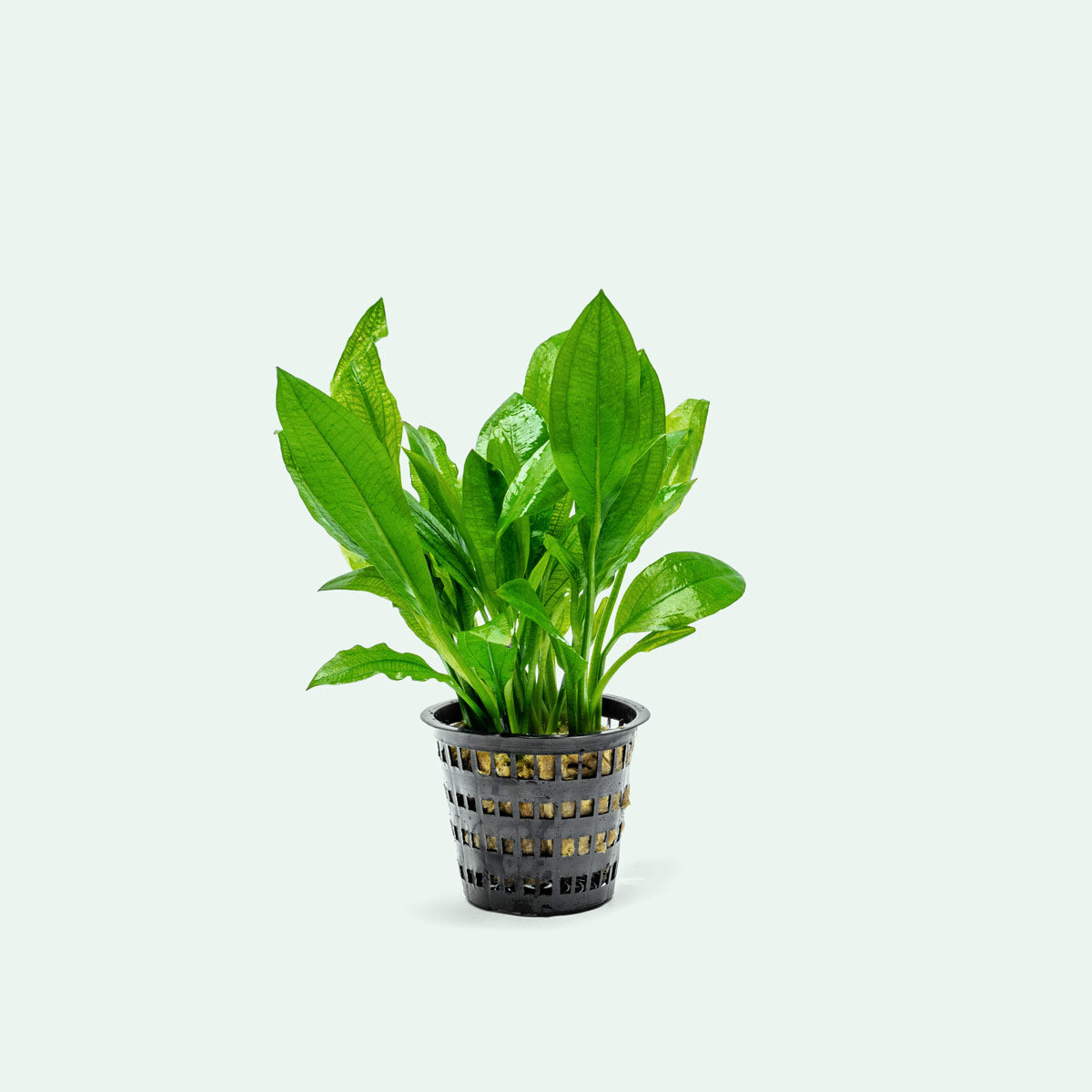 Amazon Sword Mother Plant | Aquarium & Terrarium Plants - Glass Aqua
