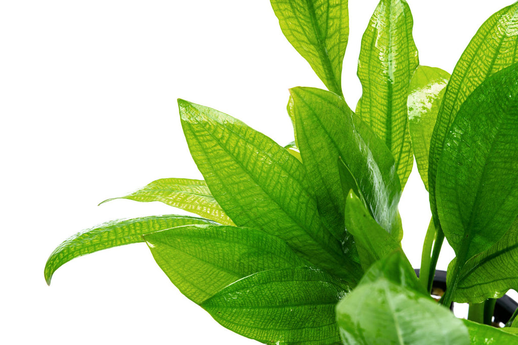 Amazon Sword Mother Plant | Aquarium & Terrarium Plants - Glass Aqua